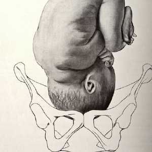 through the pelvis